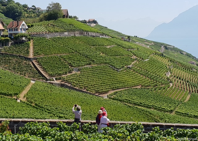 Visitors from the tourist train enjoying the views of the Lavaux.