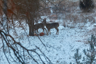 pear tree, pumpkins, whitetails