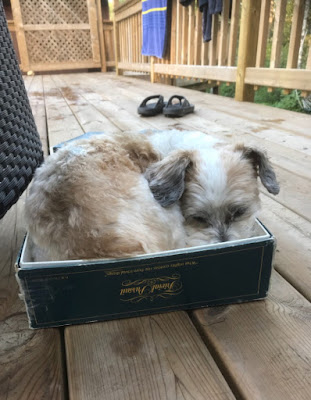 The Writer's Pet: Maureen Fergus's little dog Buddy looking cute in a box.