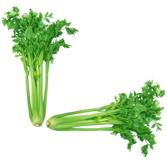 Can pregnant women drink celery stew?  The content of phthalides and potassium in celery has the benefit of relaxing the network of blood vessel walls, thereby increasing blood flow and reducing blood pressure. To get this benefit, pregnant women are recommended to consume about 4 celery sticks every day.