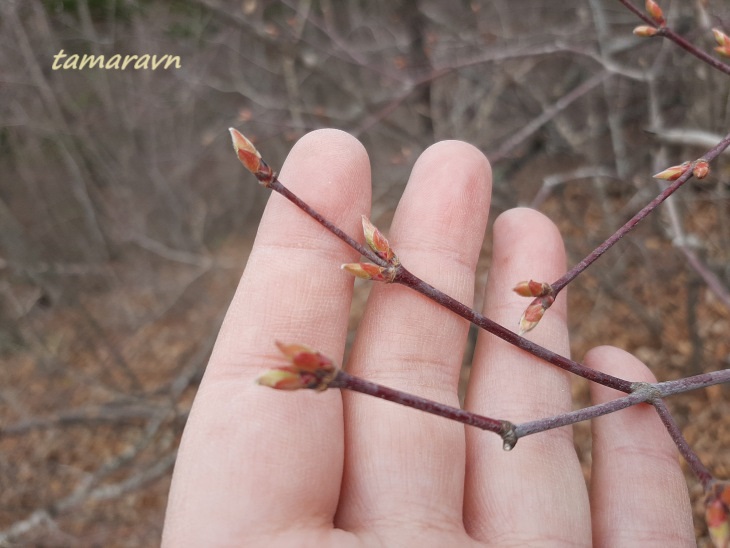 Клён ложнозибольдов (Acer pseudosieboldianum)