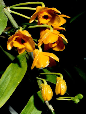 Grow and care Dendrobium chrysanthum orchid - Golden yellow flowered