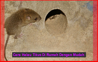 Cara Menghalau Tikus Di Rumah