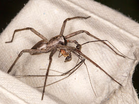 Nursery Web Spider, Pisaura mirabilis.   Male.  Eating a Harvestman, a male Leiobonum rotundum. In my garden light trap in Hayes on 19 May 2014.