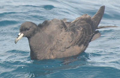 Parkinson's Petrel (Procellaria parkinsoni)