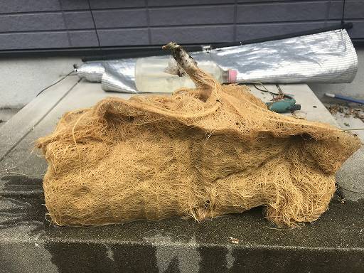 趣味の水耕栽培 見事なゴーヤの水根です