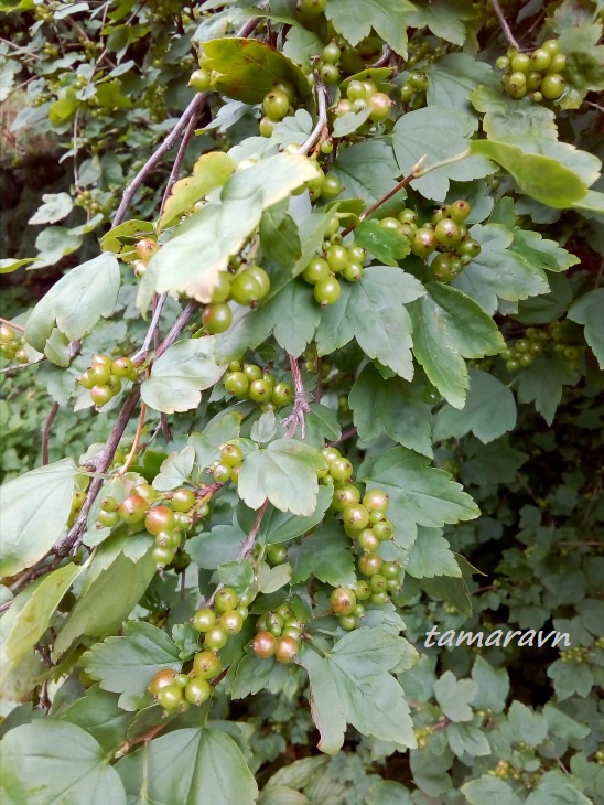 Смородина Комарова (Ribes komarovii)