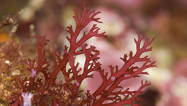 que son las rodofitas o algas rojas