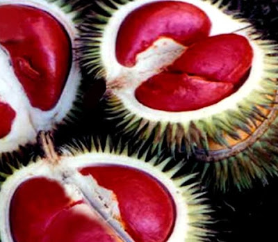 Isi Buah Durian Berwarna Merah