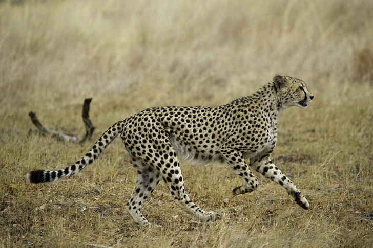 Rahasia di Balik Bercak-bercak Hitam di Tubuh Cheetah