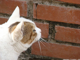 고양이(cat)