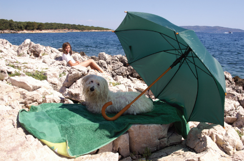 dog sitting under umbrella at beach