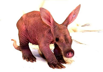 Aardvark Facts, Amazing Animals , Aardvark Amazing Fact