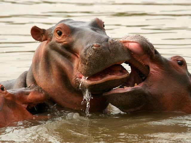 Hippo - Hipopótamo