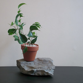 Ficus wiandi cutting in terrapotta pot and perlite