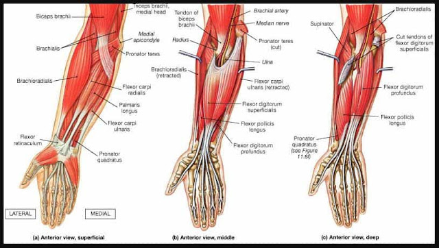 anatomi otot lengan bawah