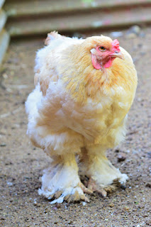 Costa Rica Hen