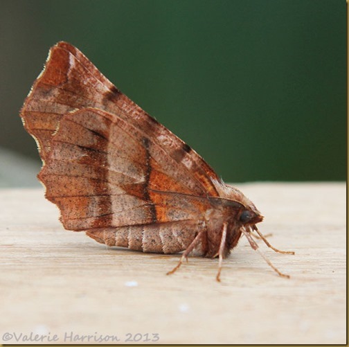 Early-Thorn
