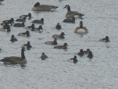 From afar Redhead drakes are