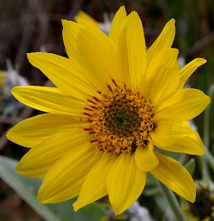 Цветок Balsamorhiza sagitatta