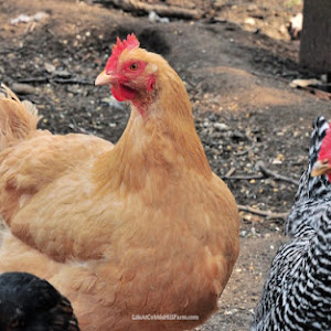 Updating The Coop: Large Built-In Feeder and 5 Gallon Water Buckets