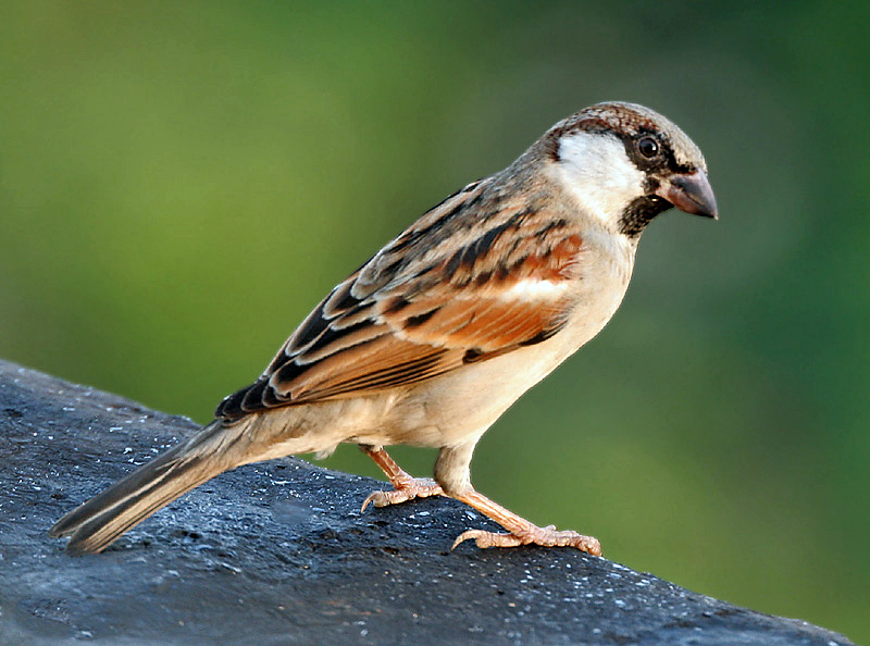 Beautiful Pictures of Sparrows - Babui, Woodpecker, Sparrow, Tuntuni, Bulbul, Beautiful Bird Pictures - birds - NeotericIT.com