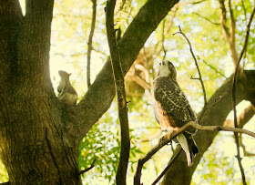 Tompkins Square red-tailed hawk fledgling