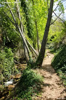 Camino entre árboles