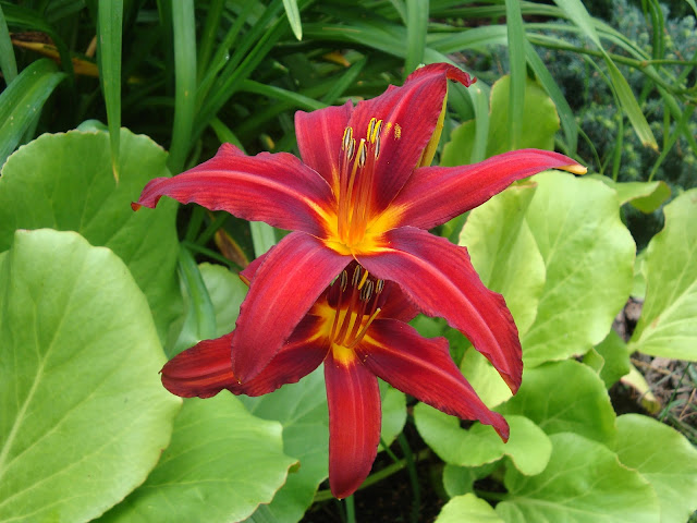 hemerocalis Crimson Pirate
