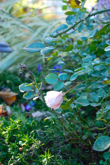 A few roses are still coming on our old pink rose bush, one of the few flowers that came with our garden when we moved in. Evergreen moss phlox (or creeping phlox), Phlox subulata, is beginning to show its strength as most other foliage withers this fall.