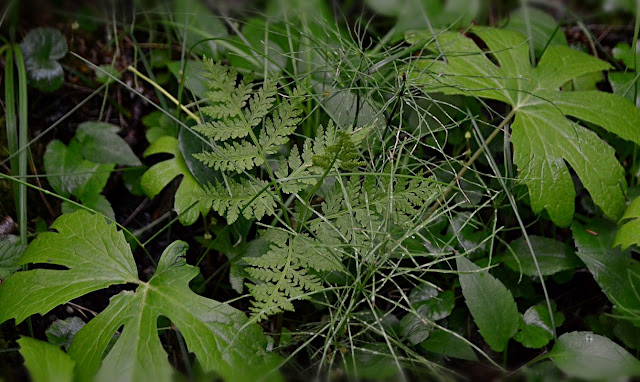 Shady, damp forest floor with a single fern frond, airy horsetail foliage and some broader, divided leaves. https://cohanmagazine.blogspot.com/