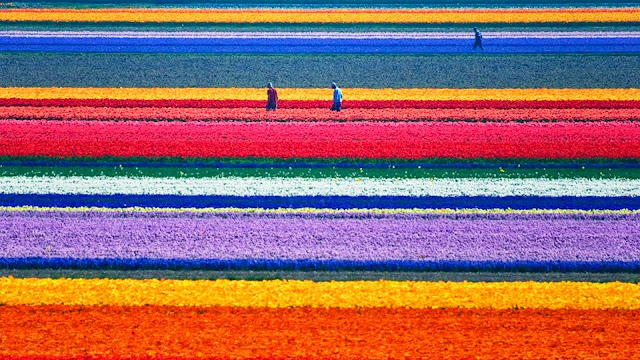 Tulip field season in Holland