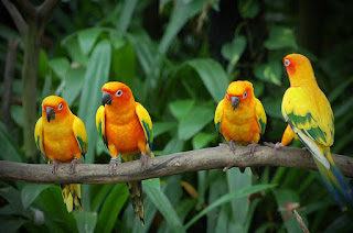 Yellow Love Birds In A Branch