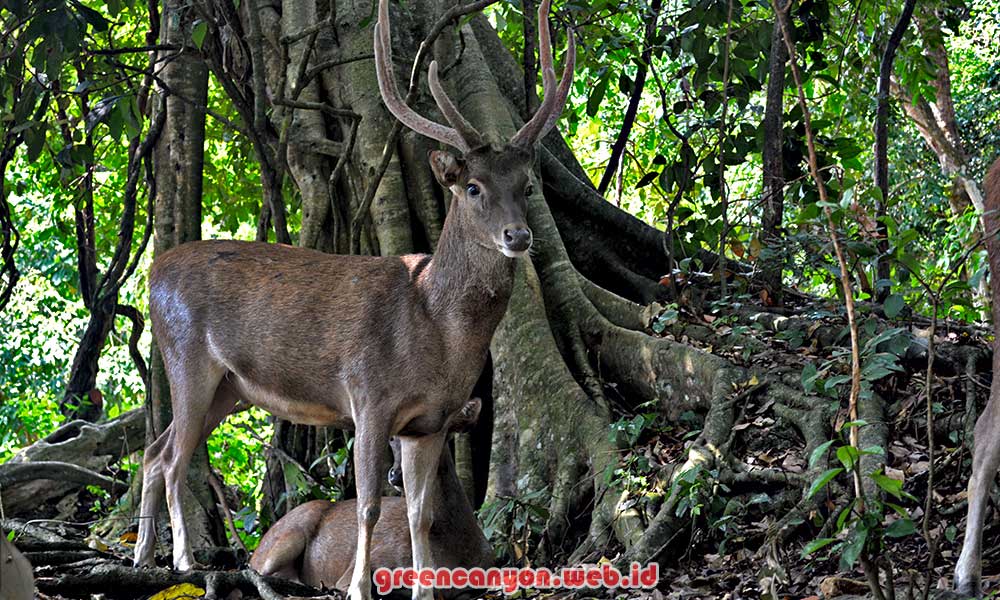 9000 Gambar  Cagar  Alam  Terbaru Infobaru