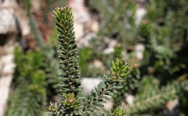 Grevillea Lanigera Flowers