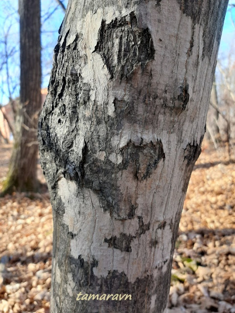 Клён ложнозибольдов (Acer pseudosieboldianum)