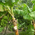 Hanging Banana