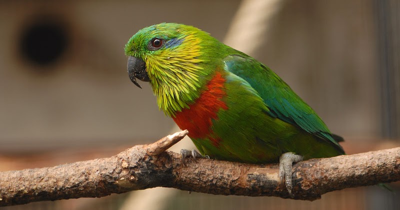 Image result for Salvadoriâ€™s Fig Parrot