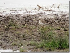Wood Sandpiper