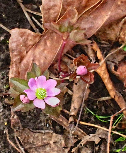 Anemone.qwMUKHakjQbo.jpg