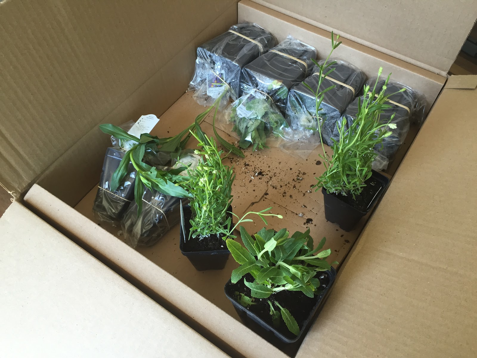 Fresh Out The Box! It's Mail Order Plant Day! [Backyard ...