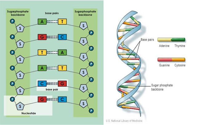 Struktur DNA