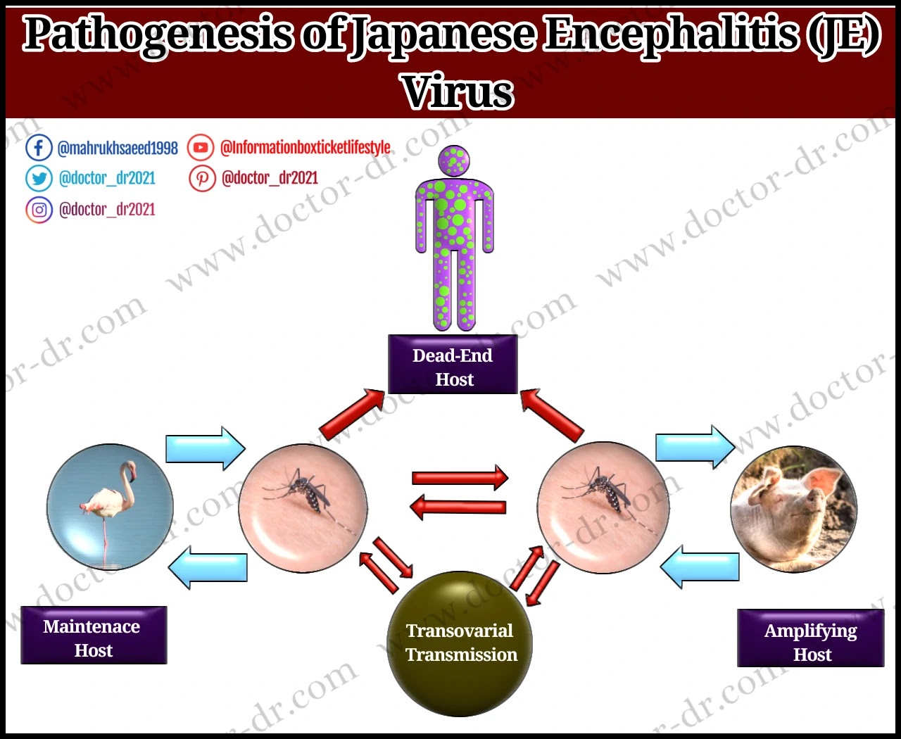 Pathogenesis of Japanese Encephalitis (JE) Virus