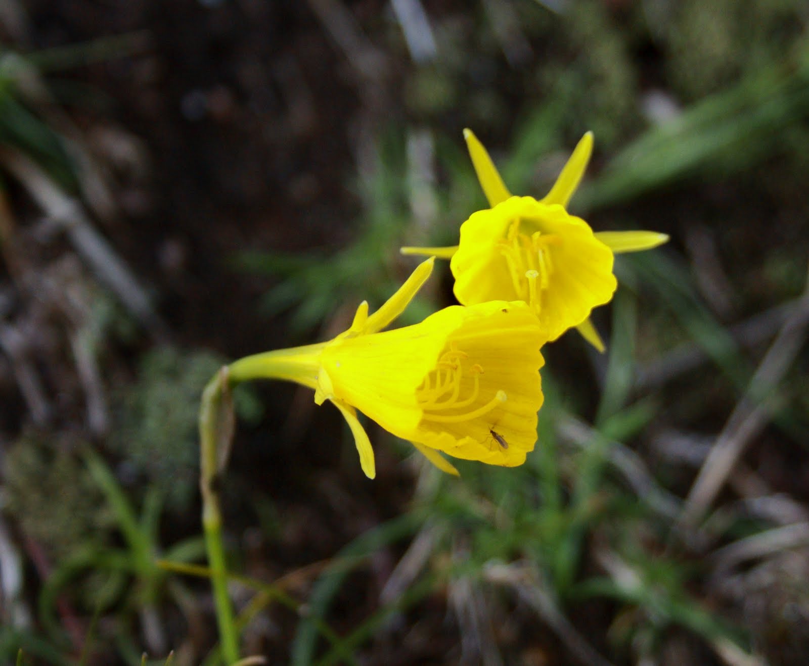 Narcissus bulbocodium subsp. bulbocodium : Es de un característico 