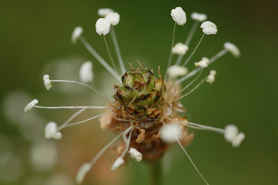 Narrow Leaf Plantain, closeup of inflorescence