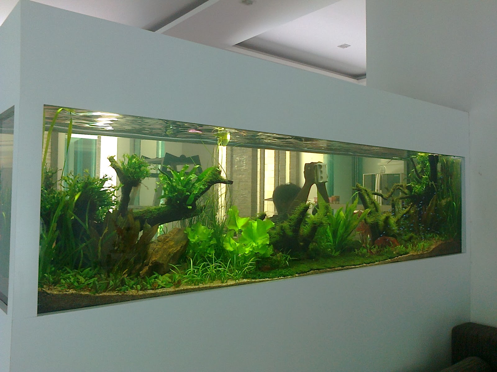 Desain Aquarium Dinding