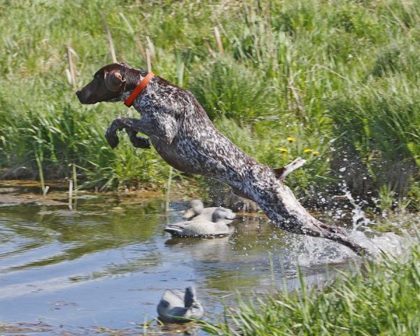 German Shorthaired Pointer Puppy Greeting Card by sassybellewares