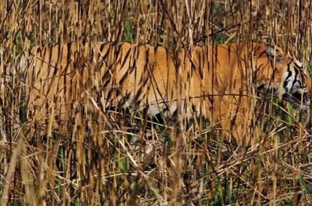 Bengal tiger in long, orange grass