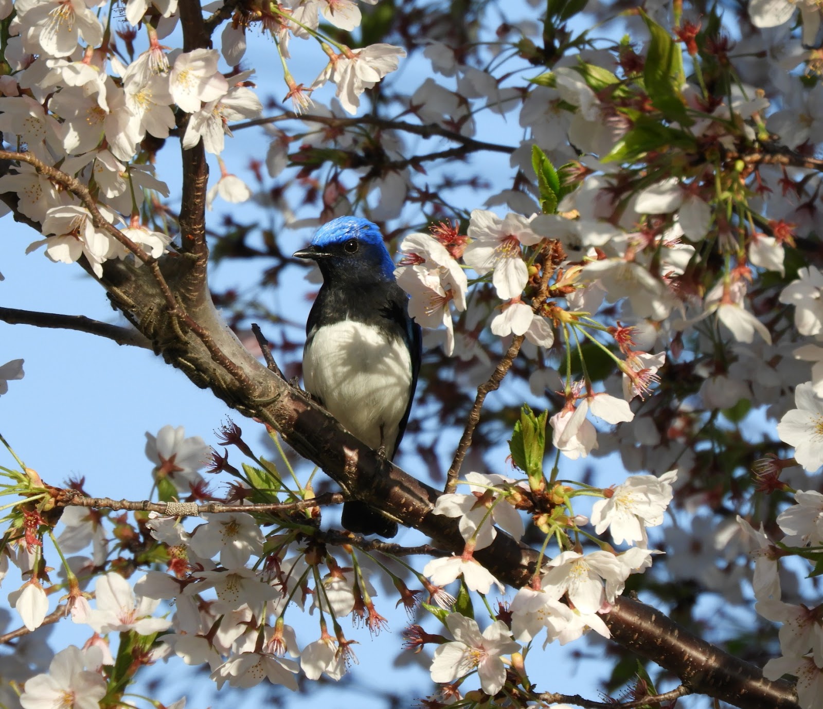 あゆちんの野鳥ブログ２ 桜オオルリ オスとメス