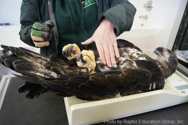 An injured immature bald eagle has been brought to Raptor Education Group, has been rehabilitated and is being examined before being released back into the wild.  Photo by Raptor Education Group, Inc.